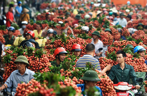Vải sẽ không phải lặn lội vào Nam trước khi sang Mỹ
